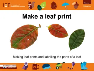 Fun Leaf Printing Activity for Identifying Leaf Parts