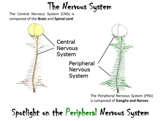 Understanding the Nervous System: CNS, PNS, SNS, and ANS