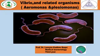 Understanding Vibrio and Related Organisms in Medical Bacteriology