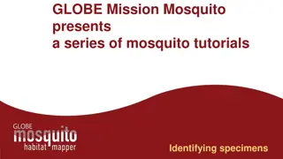 Understanding Mosquito Larvae: Identification and Anatomy