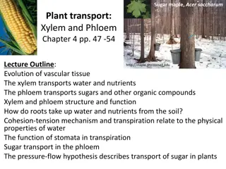 Understanding Plant Transport Systems: Xylem and Phloem
