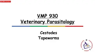 Understanding Tapeworms in Veterinary Parasitology