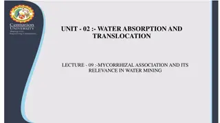 Mycorrhizal Association and Its Importance in Water Mining