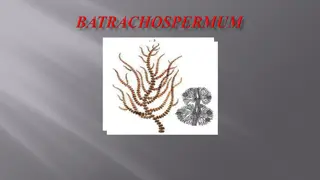 Understanding Batrachospermum: A Freshwater Red Alga