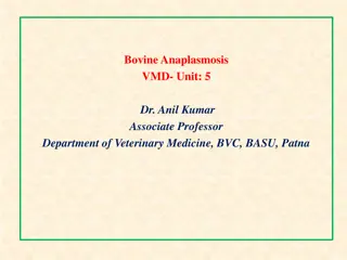 Understanding Bovine Anaplasmosis: Causes, Symptoms, and Management
