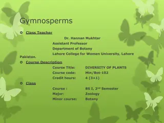 Understanding the General Characteristics of Gymnosperms