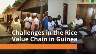 Challenges in the Rice Value Chain in Guinea