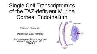 Single-Cell Transcriptomics of TAZ-Deficient Murine Corneal Endothelium