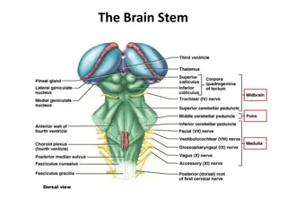Understanding the Brain: Stem, Midbrain, Pons, Medulla, and Cerebellum Functions