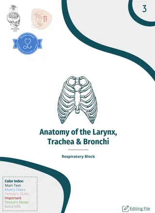Anatomy of the Larynx, Trachea, and Bronchi: Respiratory System Overview