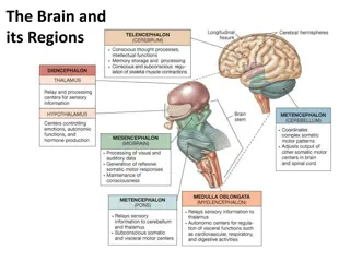 Explore the Fascinating World of the Brain and its Functions