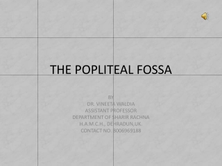 The Popliteal Fossa