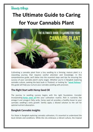 The Ultimate Guide to Caring for Your Cannabis Plant