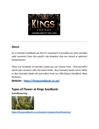 Buy Cannabis Seeds UK - Kings Seedbank