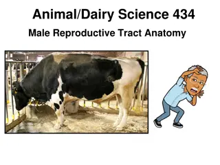 Male Reproductive Tract Anatomy in Animal Science