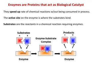 Enzymes are Proteins that act as Biological Catalyst