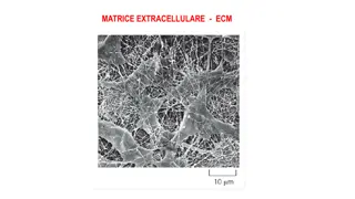 Understanding Extracellular Matrix (ECM) and Its Functions