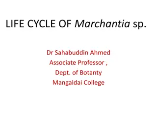 Marchantia sp. Life Cycle and Anatomy Overview