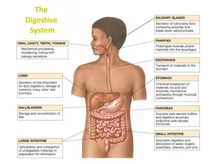 Understanding the Digestive System Processes
