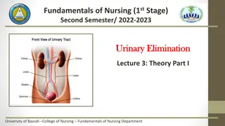 Understanding Urinary Elimination: Anatomy, Physiology, and Function of the Kidneys