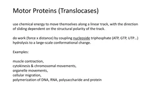 Understanding Motor Proteins and Cytoskeletal Dynamics in Cell Biology
