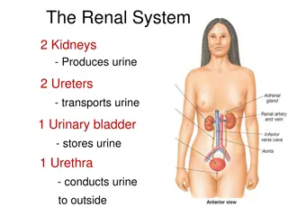 An Overview of the Renal System and Nephron Anatomy