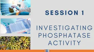 Understanding the Role of Phosphatase Enzymes in Metabolic Reactions