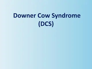 Understanding Downer Cow Syndrome (DCS) in Cattle