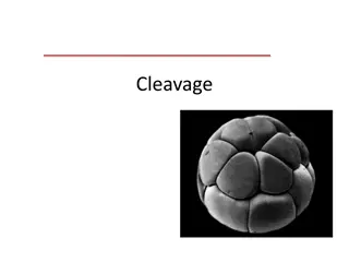Cleavage in Zygote: Patterns, Types, and Laws