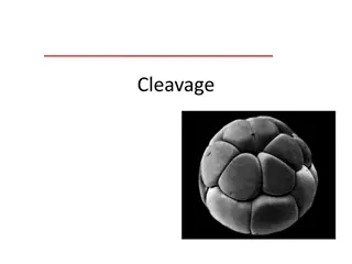 Understanding Cleavage in Zygote: Patterns, Types, and Laws