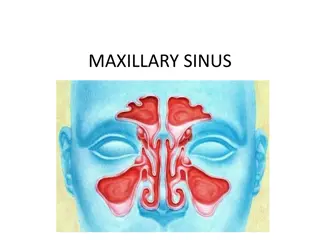 Comprehensive Overview of Maxillary Sinus Anatomy and Function