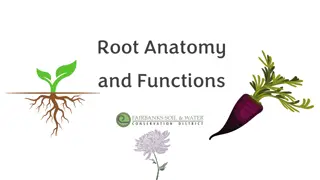 Root Anatomy  and Functions