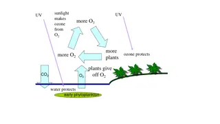 The Role of Sunlight, Ozone, and Plant Life in Earth's Atmosphere
