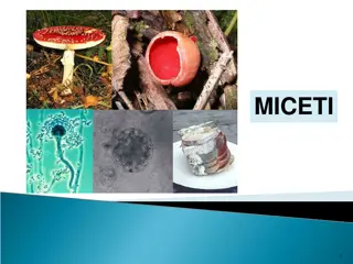 Understanding Fungal Microorganisms and Their Impact on Human Health