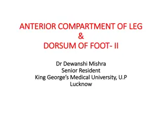 Understanding the Anterior Compartment of Leg and Foot Anatomy