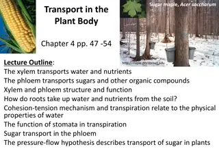 Understanding Plant Transport Systems: Xylem, Phloem, and Transpiration