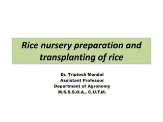 Rice Nursery Preparation and Transplanting of Rice