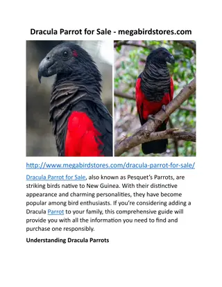 Dracula Parrot for Sale - megabirdstores.com