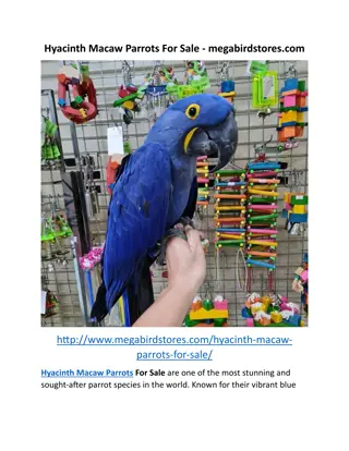 Hyacinth Macaw Parrots For Sale - megabirdstores.com