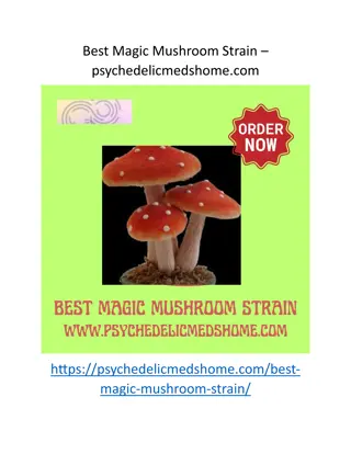 Best Magic Mushroom Strain - psychedelicmedshome.com
