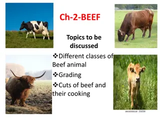 Understanding Different Classes of Beef Animals and Their Grading