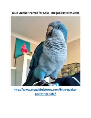 Blue Quaker Parrot for Sale - megabirdstores.com