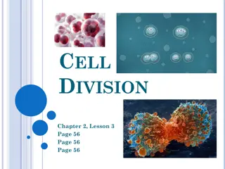 Understanding Cell Division: Functions and Stages