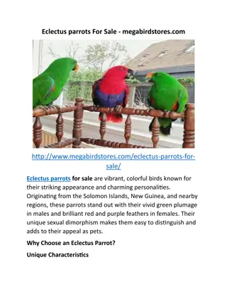 Eclectus parrots For Sale - megabirdstores.com