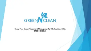 Enjoy Free Spider Treatment Throughout April In Auckland With GREEN N CLEAN-