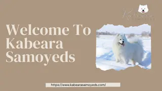 The Embodiment of Elegance Purebred Samoyed Puppies