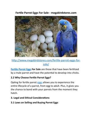 Fertile Parrot Eggs For Sale - megabirdstores.com