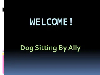 One of the Best Dog Daycare in Chatsworth